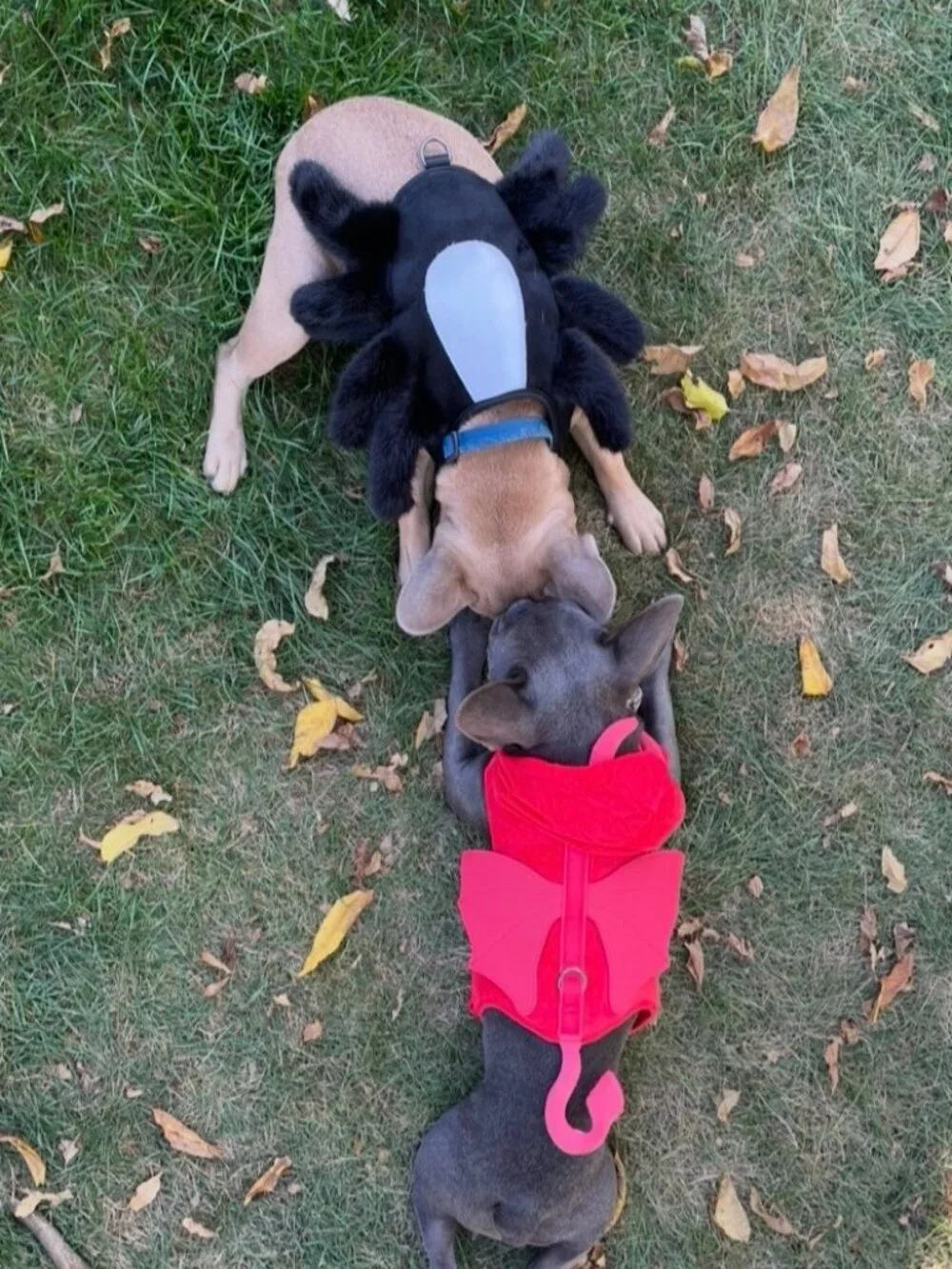 Dog Spider Halloween Costume & Harness